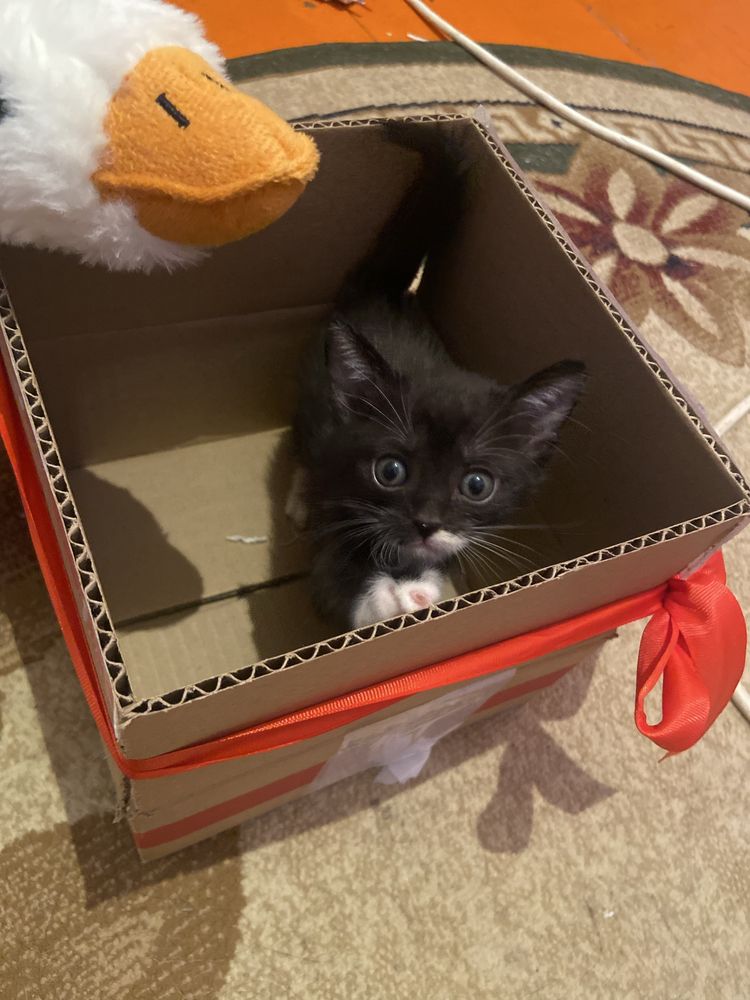 Котята мальчики срочно