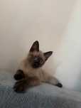 Сиамский котёнок