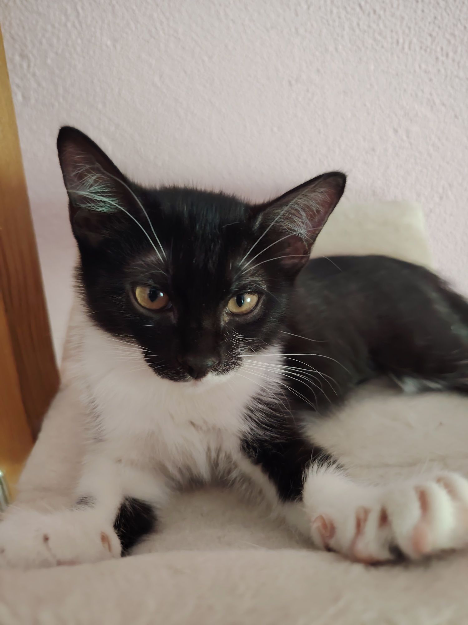 Котёнок девочка ищет семью