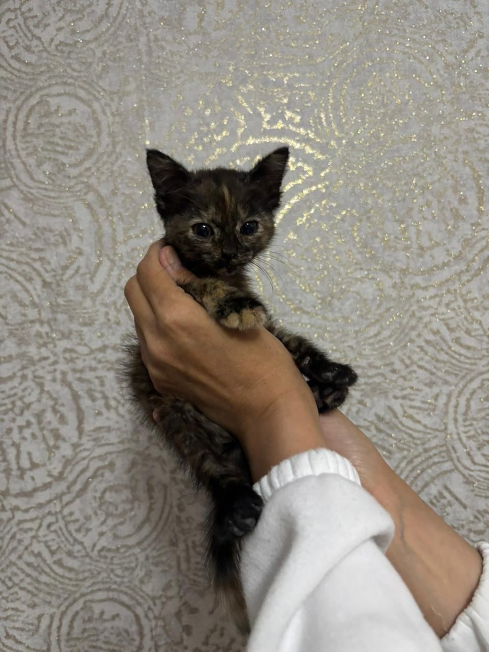 Отдам котёнка в хорошие руки