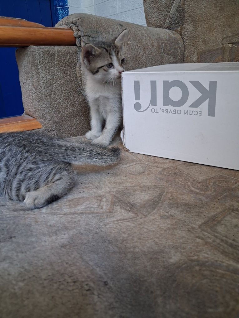 Отдам котят бесплатно