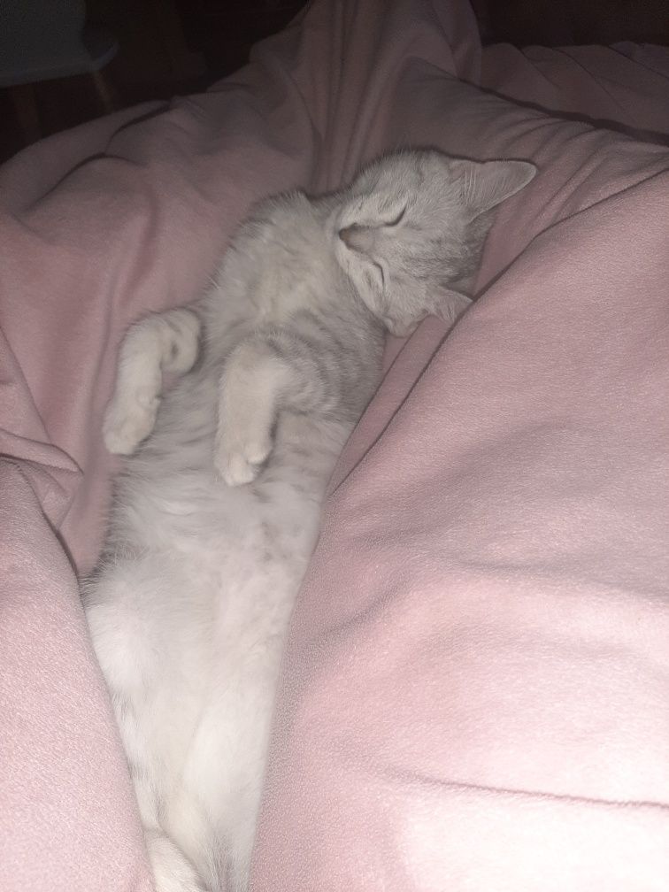 Красивая кошечка