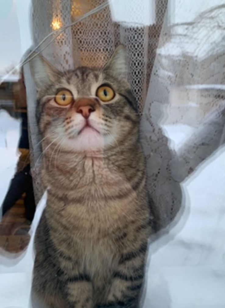 Отдадим котят в добрые руки!