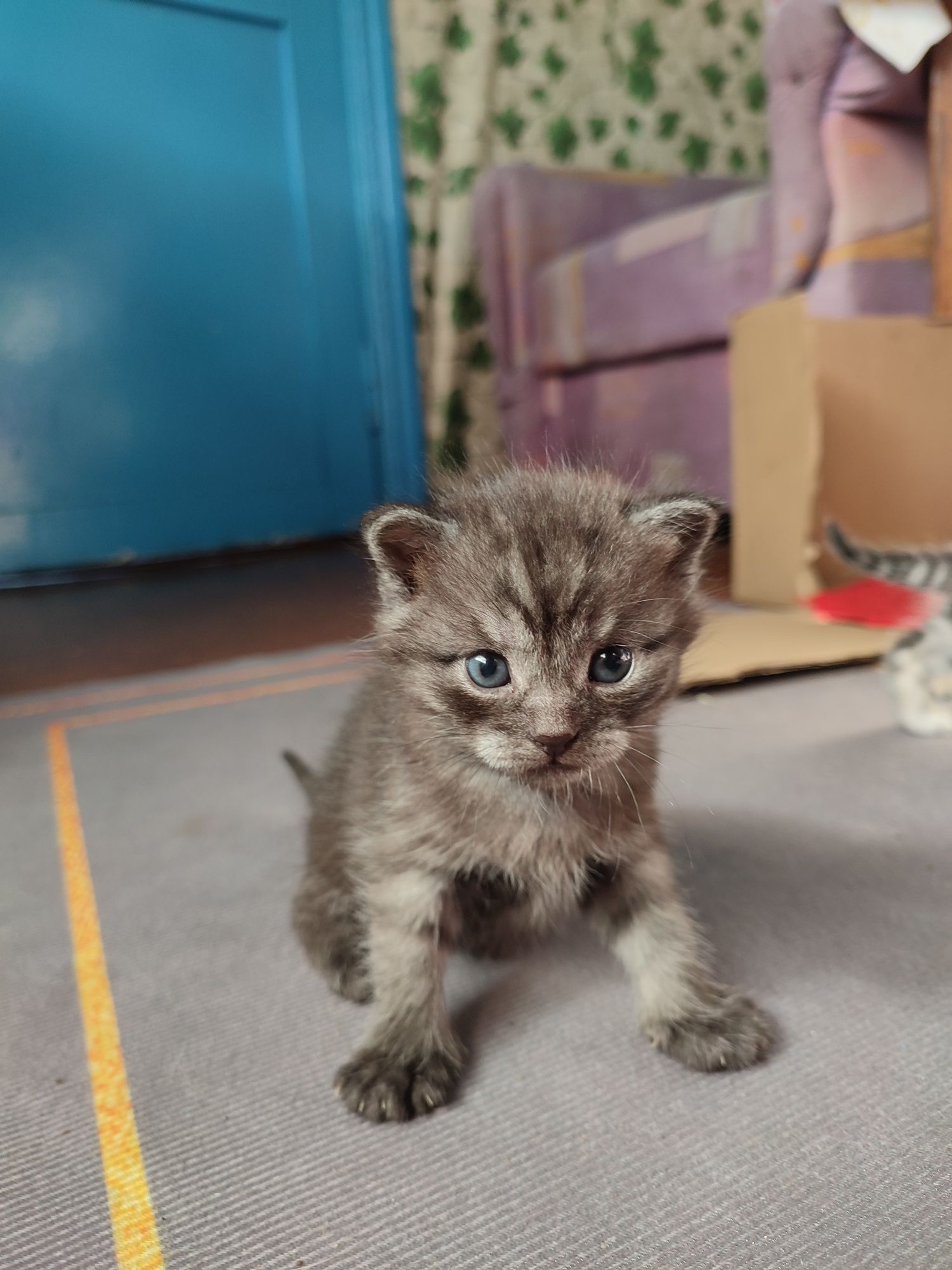 Отдам котят в добрые руки