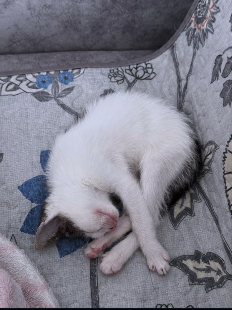 Кошка 2 айлык..к
