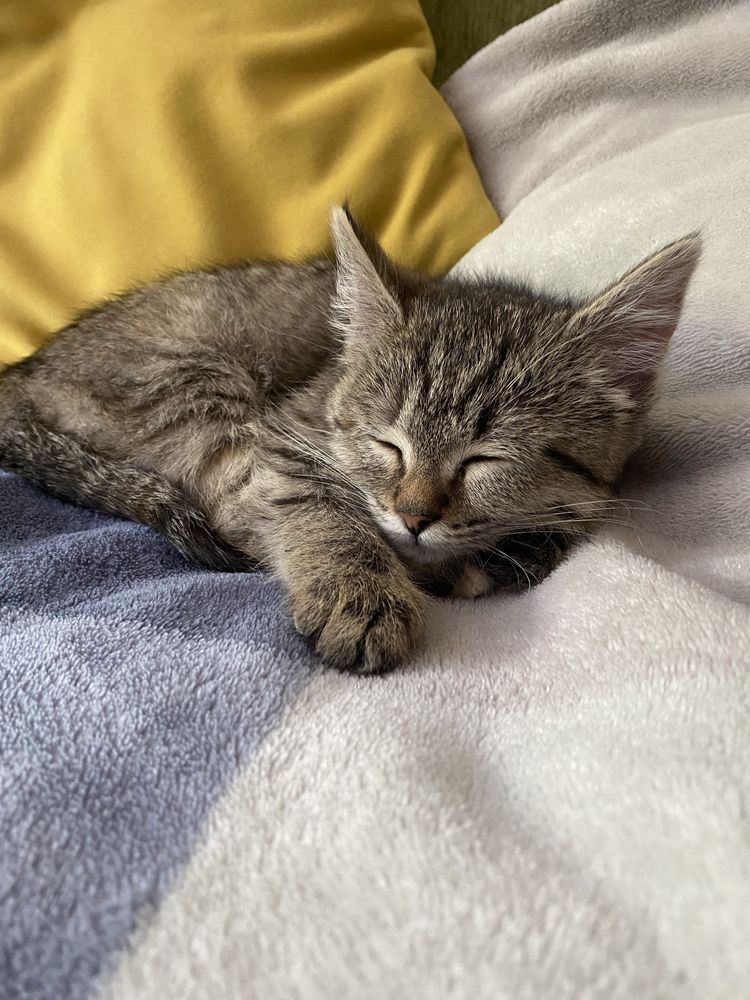 Ласковая кошечка ищет любящий дом