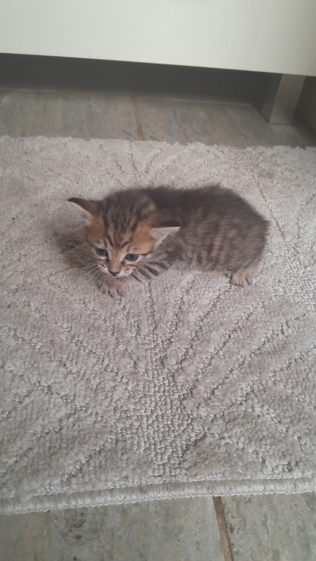 Отдам котят в хорошие руки