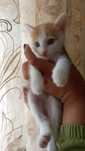 Котёнок маленький