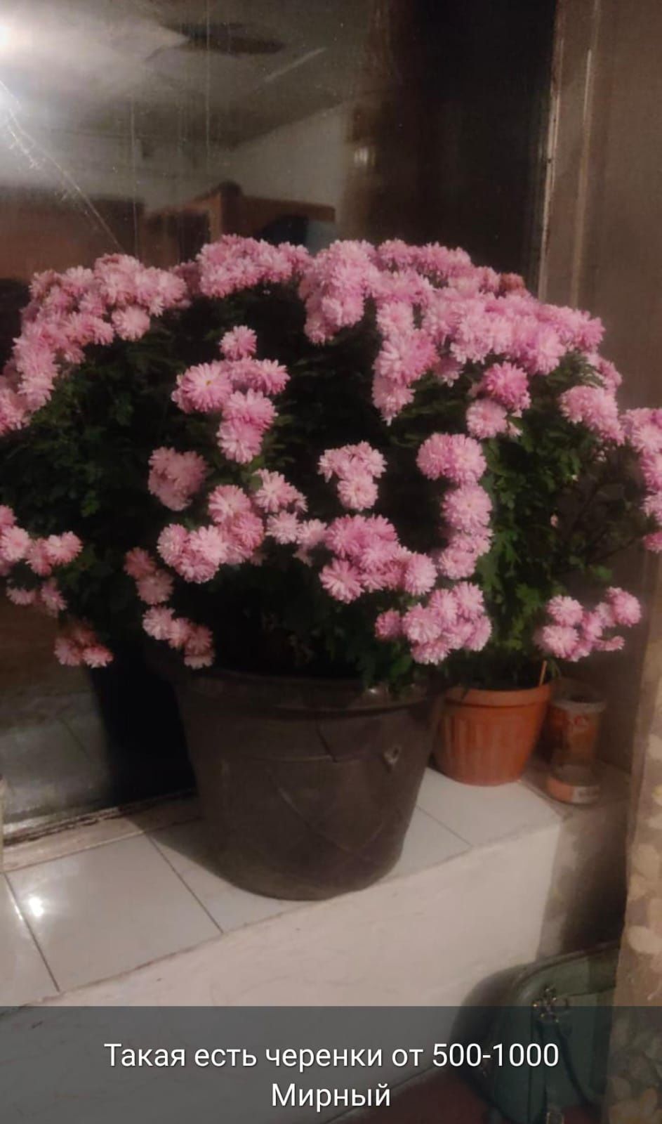 Продам черенки мультифлора