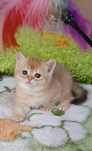 Британский котенок" шиншилла"