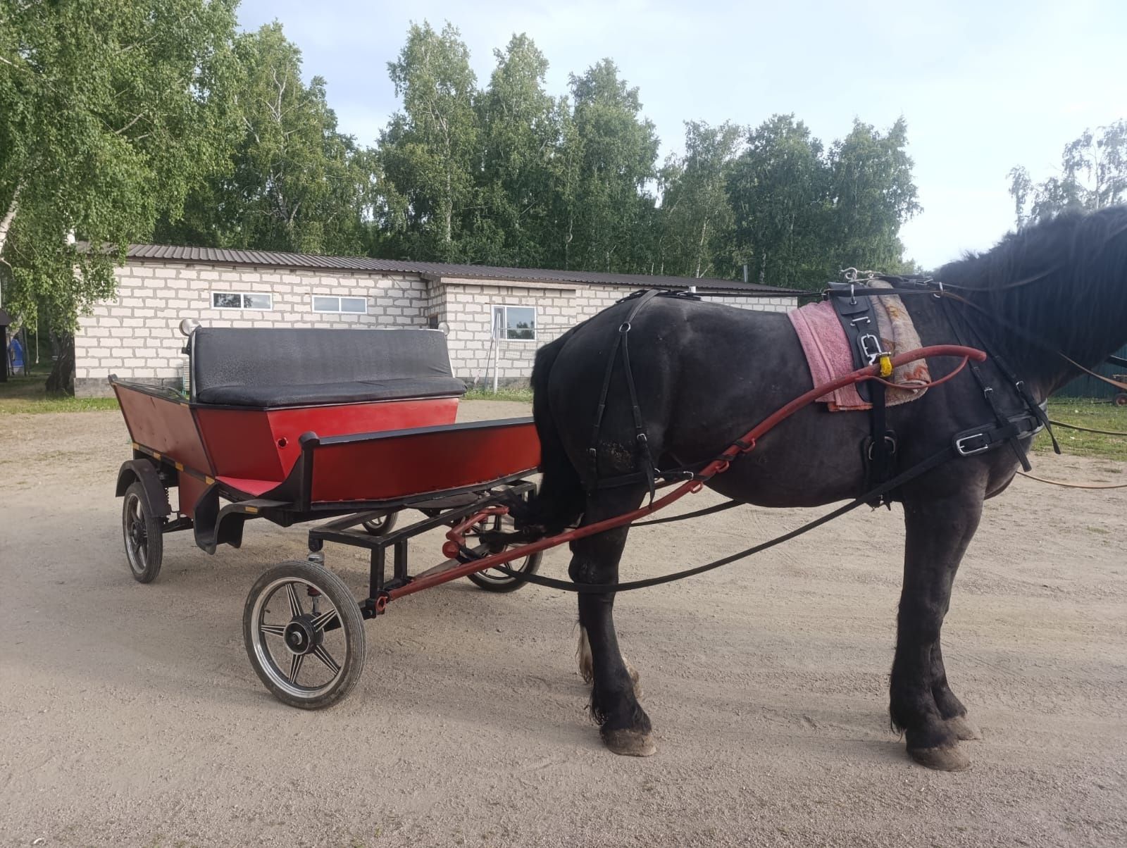 Продам жеребец+ экипаж.