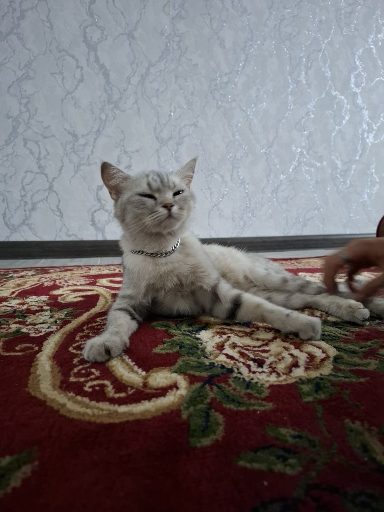 Кошка  Бурмилла девочка