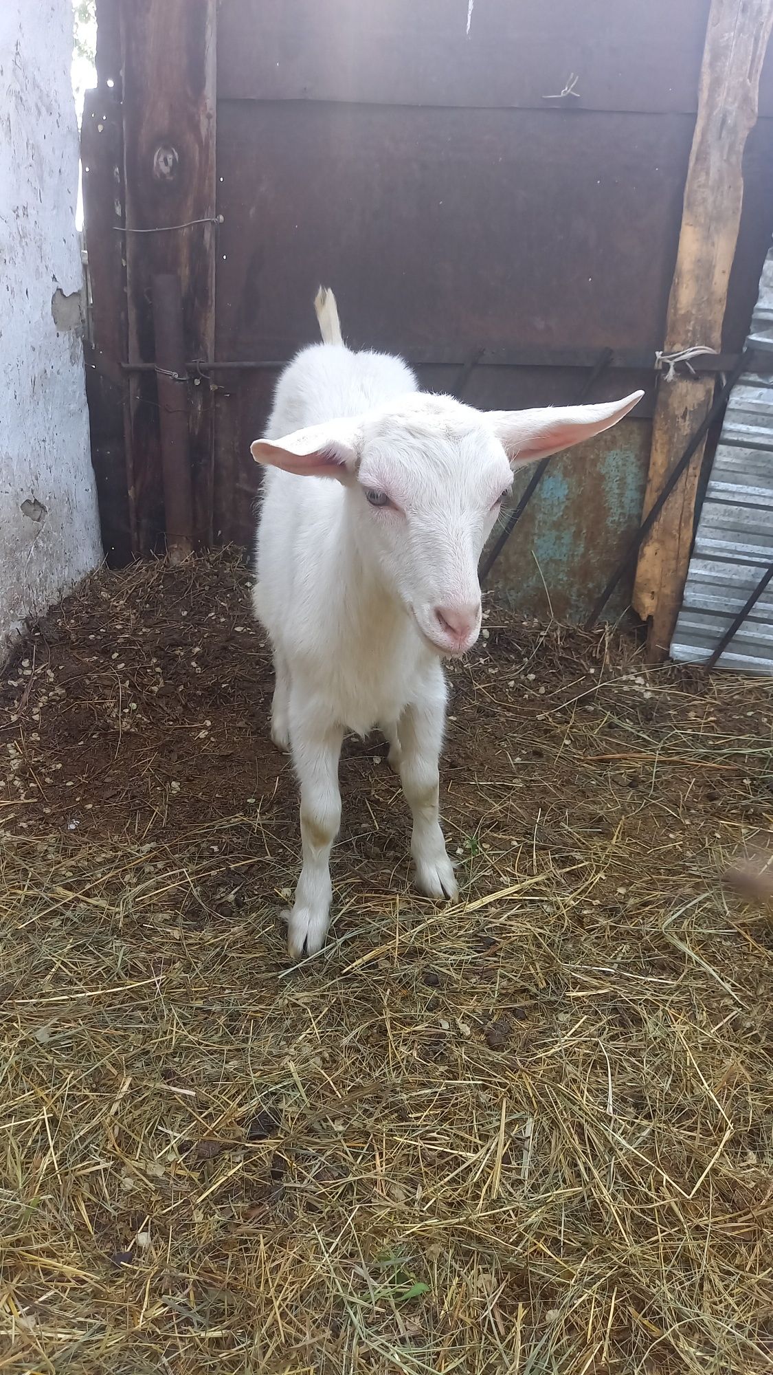 Продам заанинскую козочку