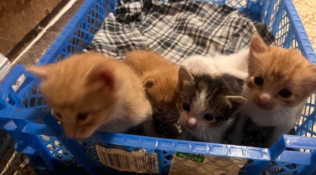 Отдам котят в добрые руки