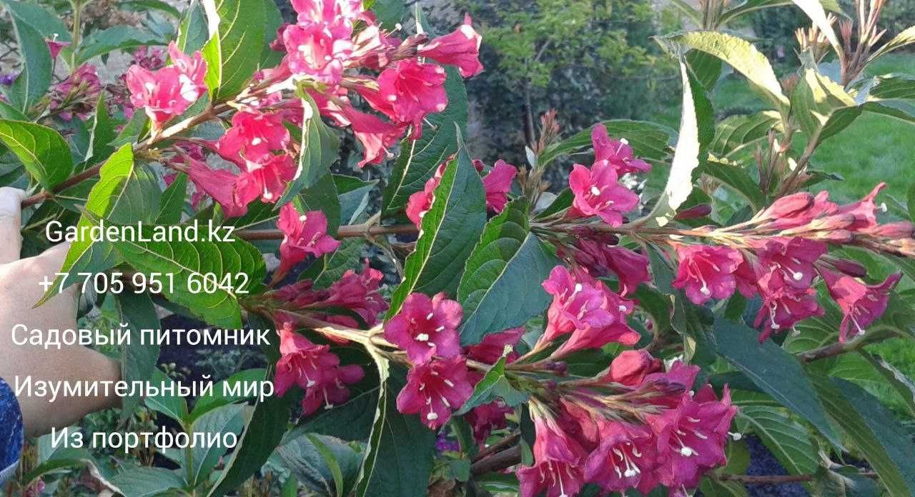 из питомника гортензия и долго цветущие кустарники