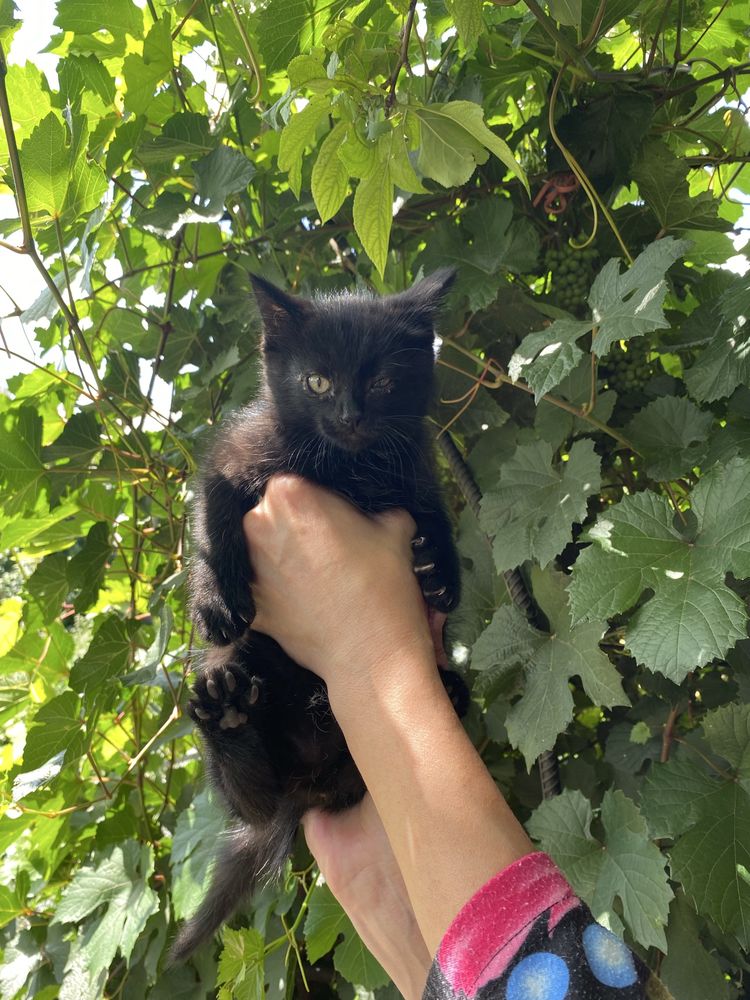 котята бесплатно