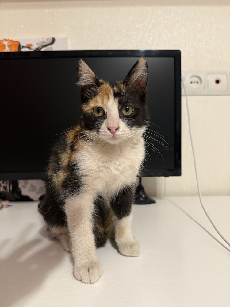 Отдам котенка в добрые руки!