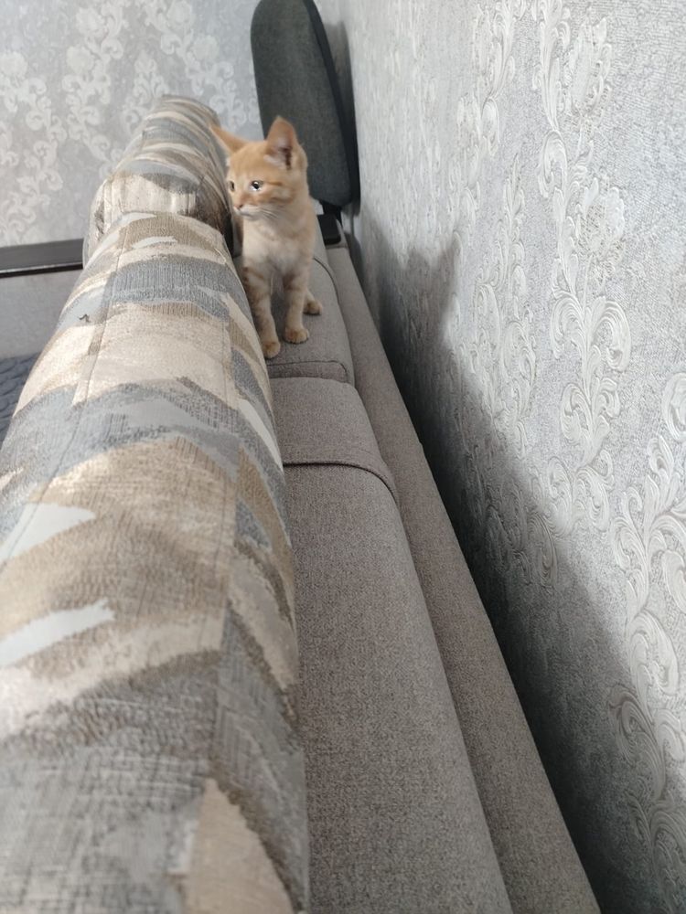 Отдам котенка девочку