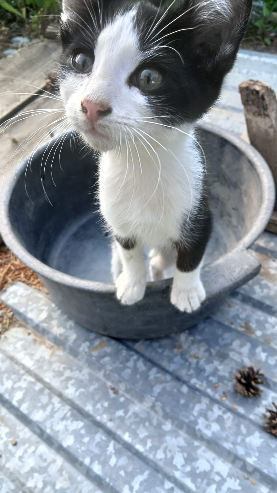 Отдам котят бесплатно.