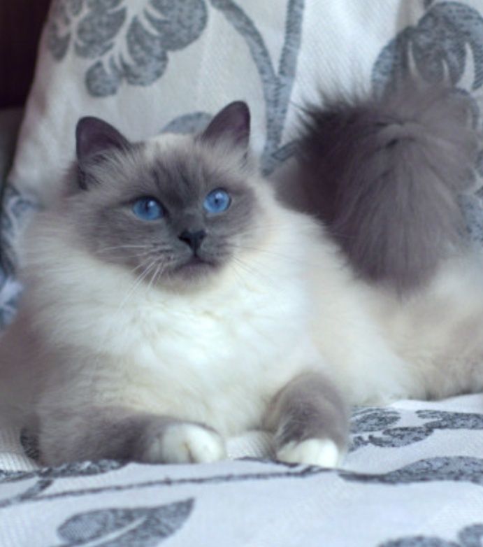 Отдадим котенка девочку .