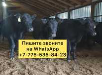 Бычки телята ангус крс плем