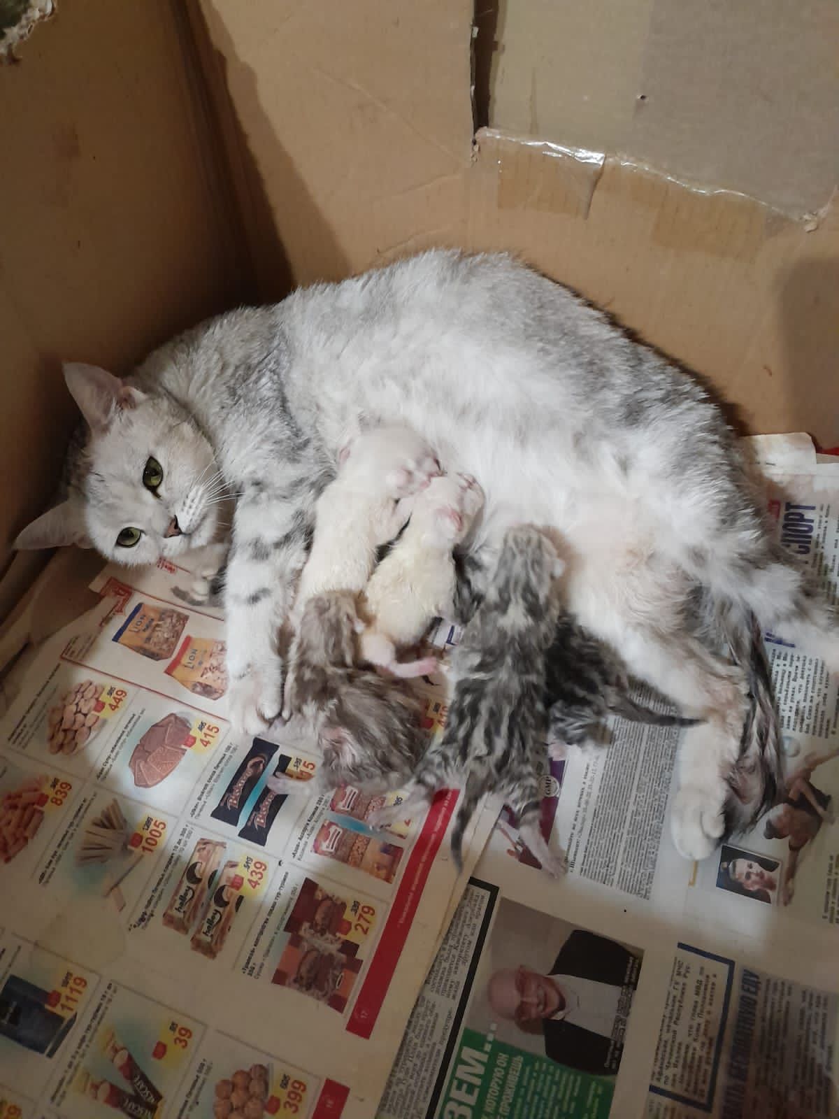 Вязка. Кот. Скоттиш фолд.