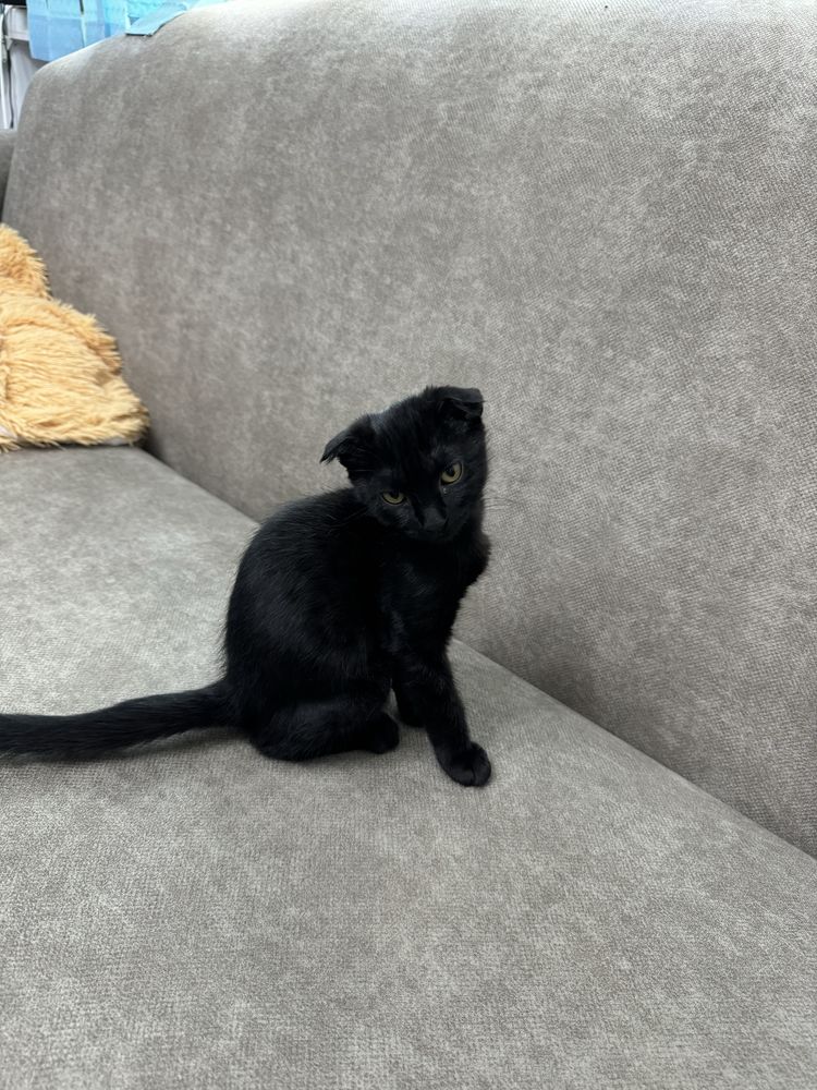 Котенок вислоухий в добрые руки