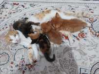 Отдам котят в добрые руки