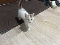Отдам котьят