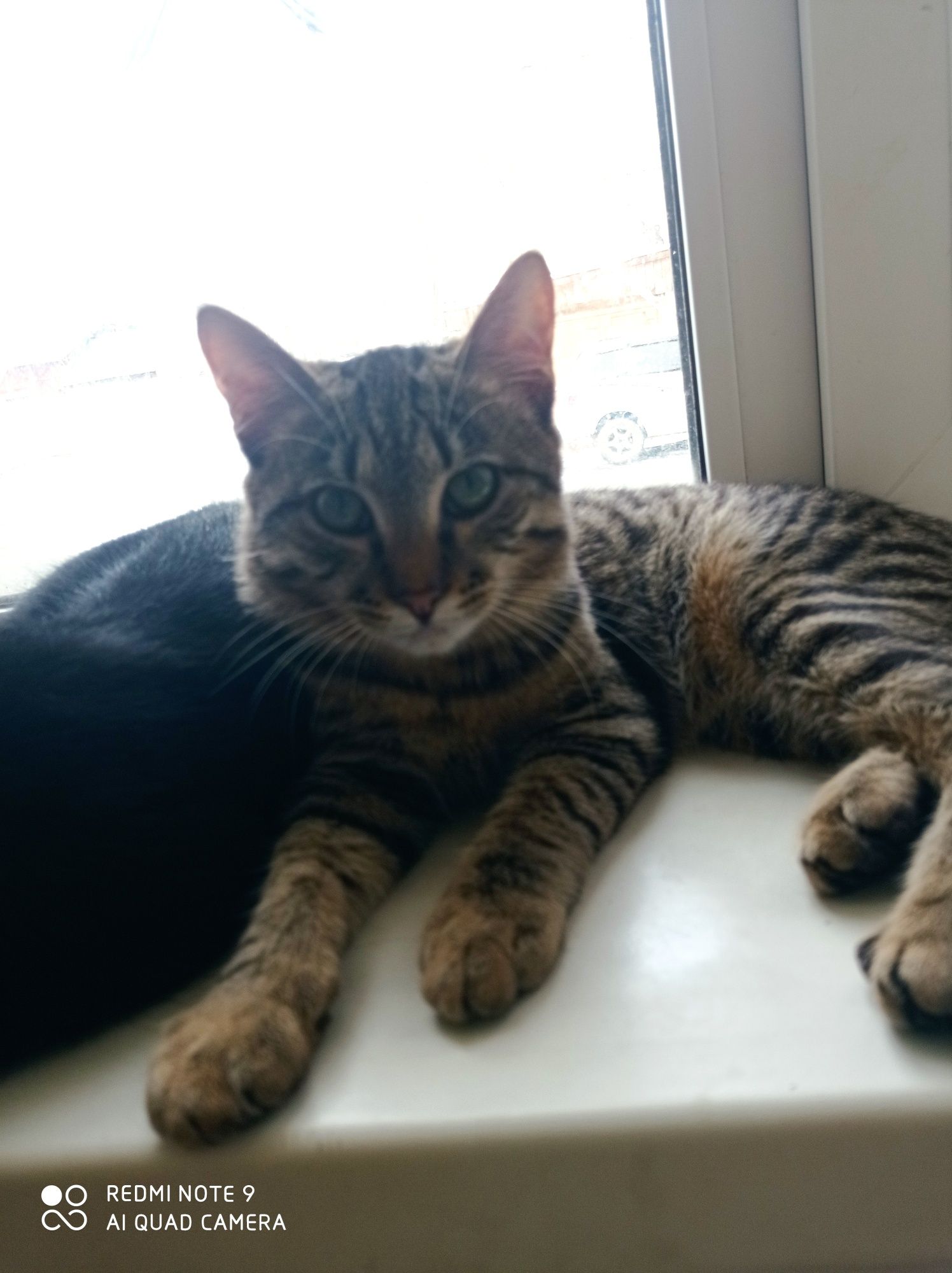 Отдам котика в добрые руки