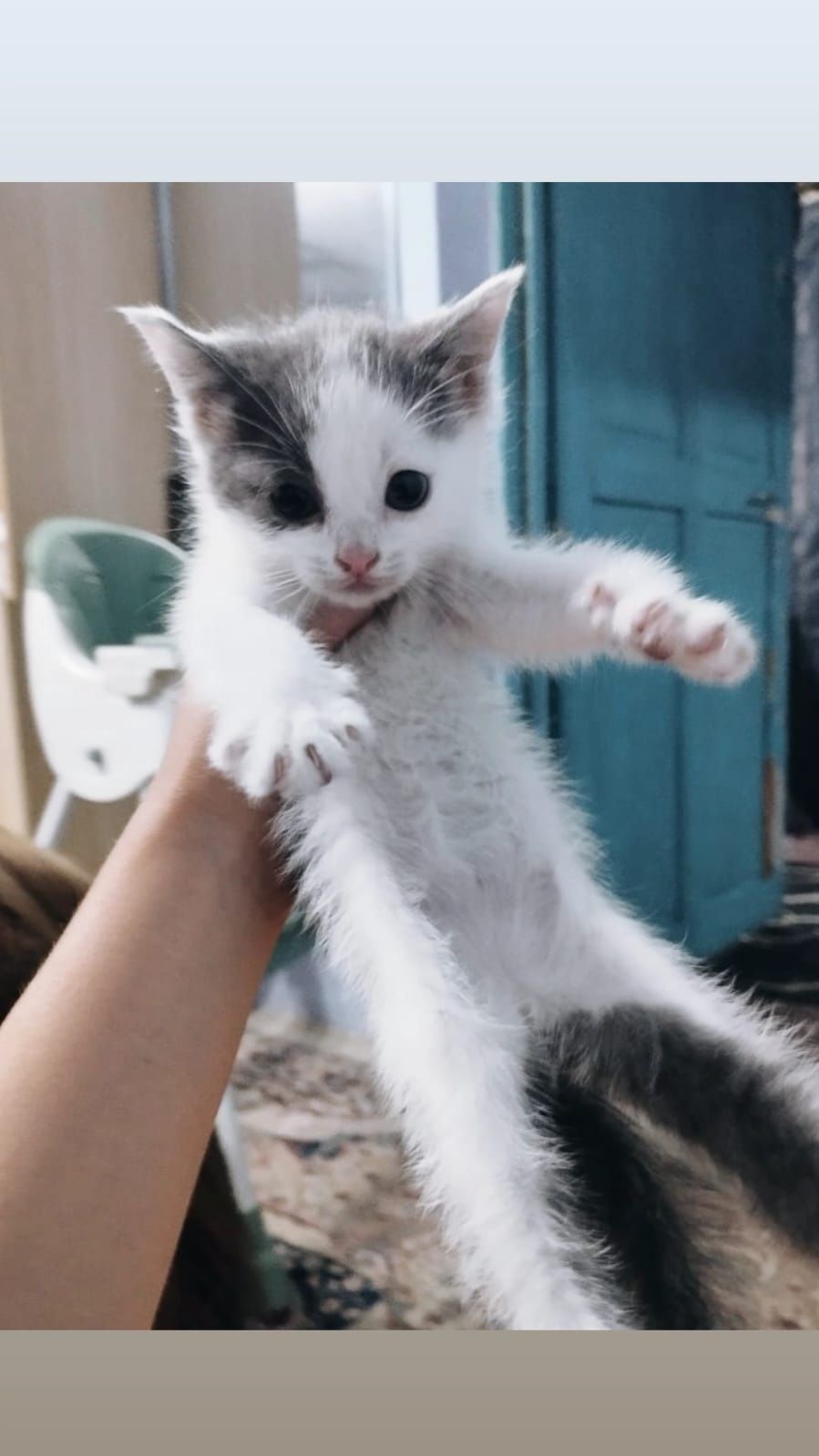 Котята страйты мальчики и девочки