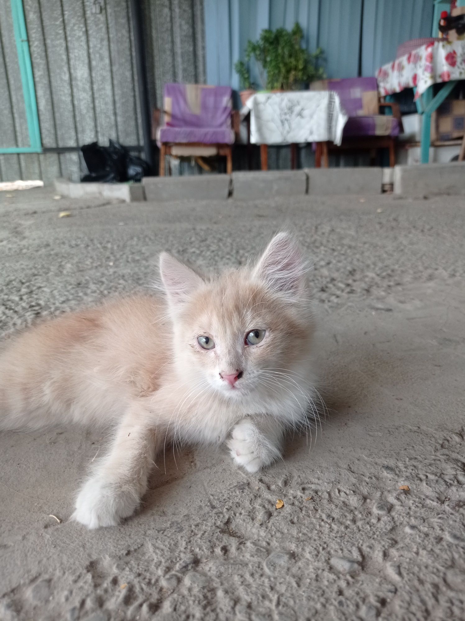 Котята отдам бесплатно
