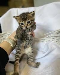 Котенок 1,5 месяца