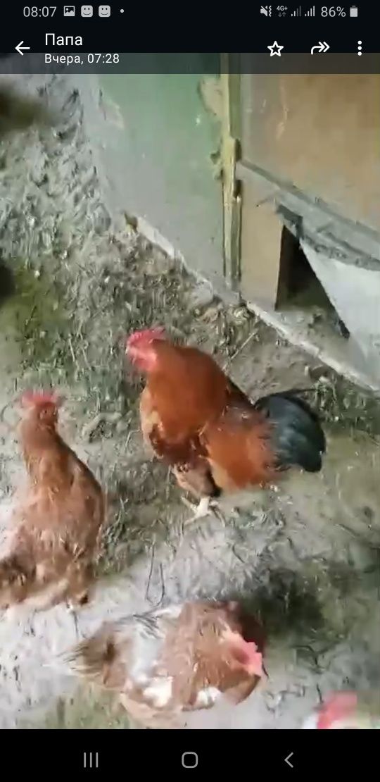 Продам петухов и перепелов срочно