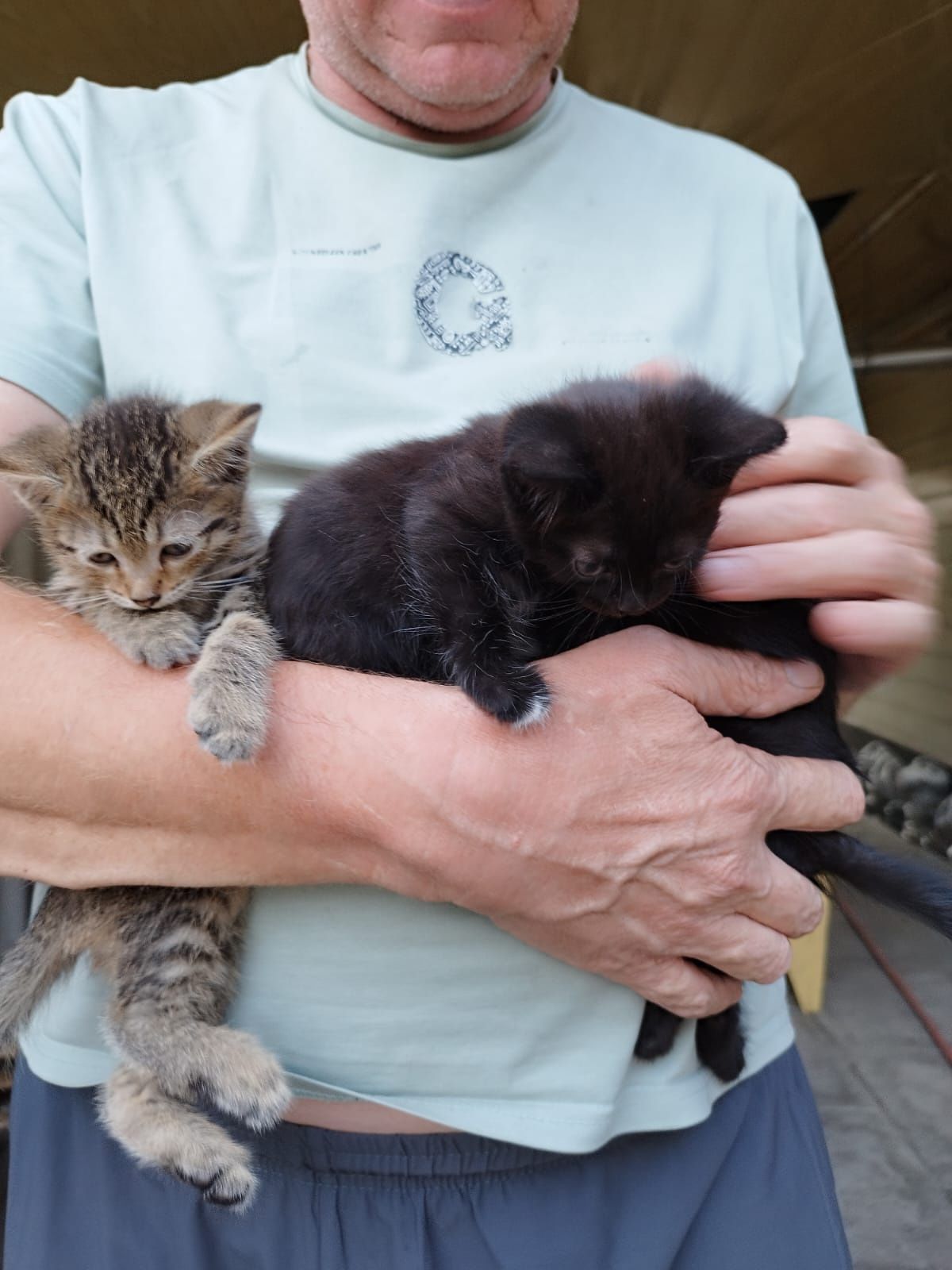 Котята . 1.5 месяца .