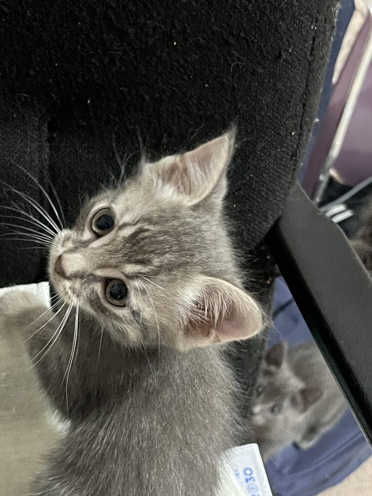 Котята в серых оттенках. Котик. Котики. Мысық. Марғау.