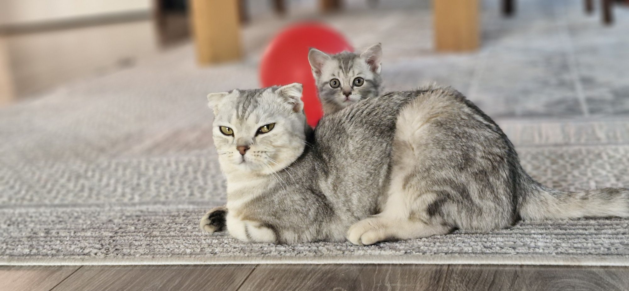 Скотиш страйт котёнок