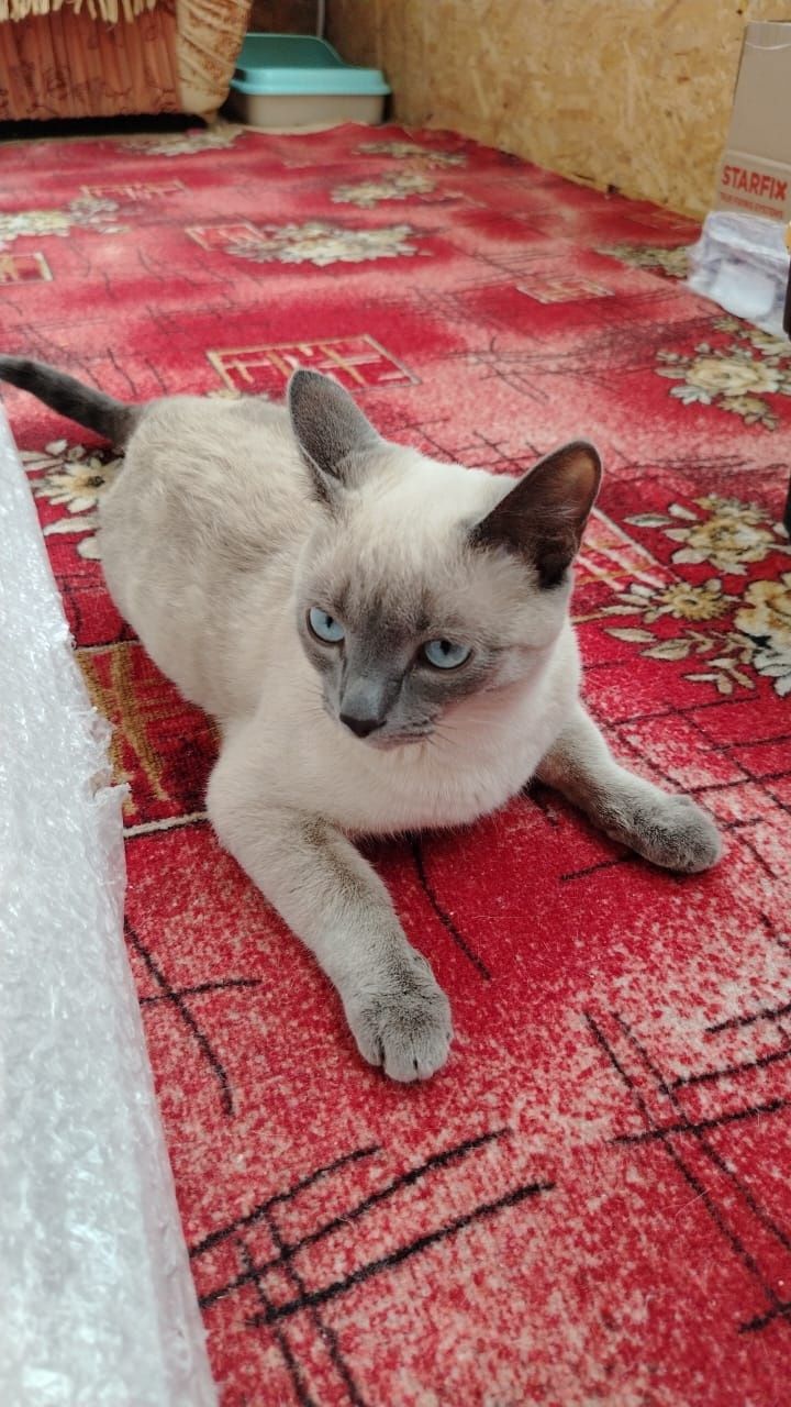 Кошечка ищет новый дом!