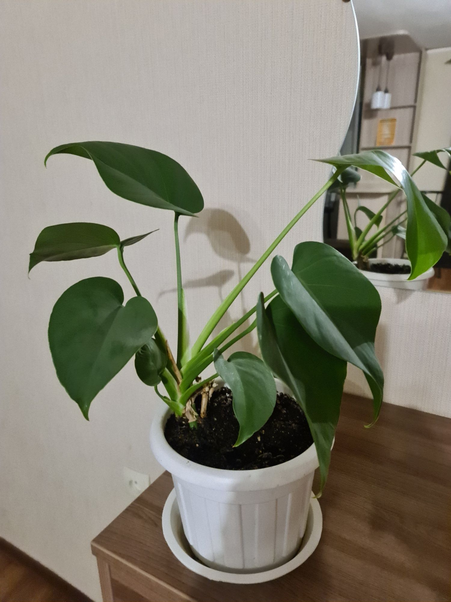 Продам Комнатные цветы