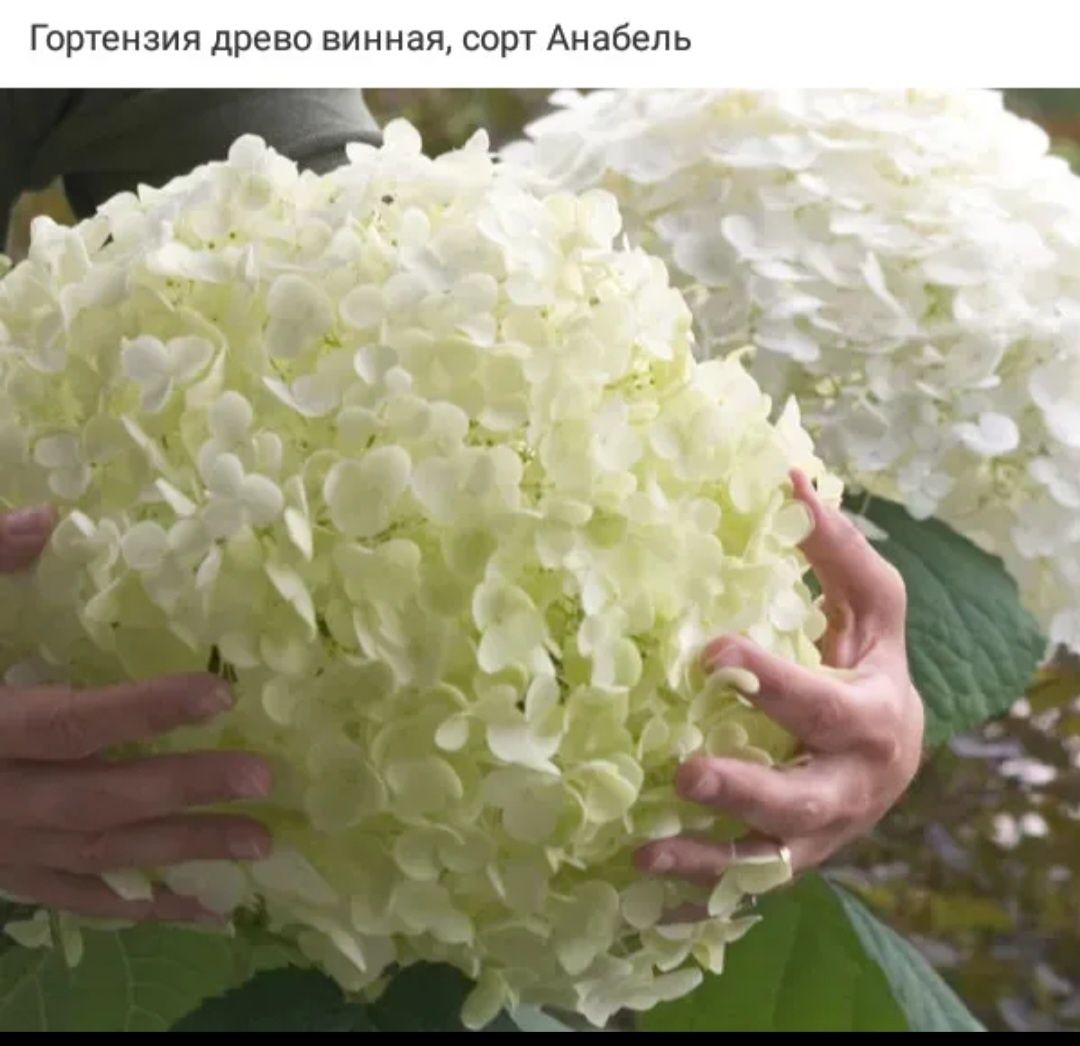 Продам  королевские  герани,ангелы,плющелистные, зональные.