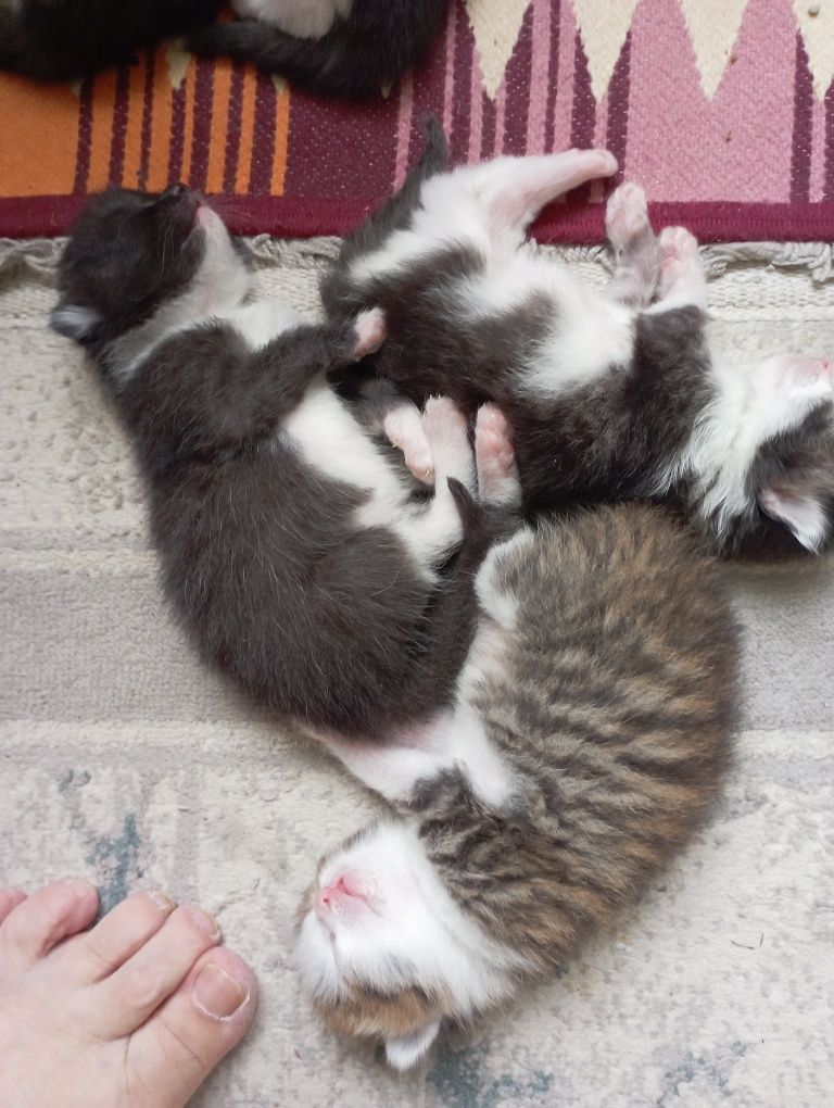 Отдаем котят в хорошие руки. Котята самостоятельные. К латку приучены