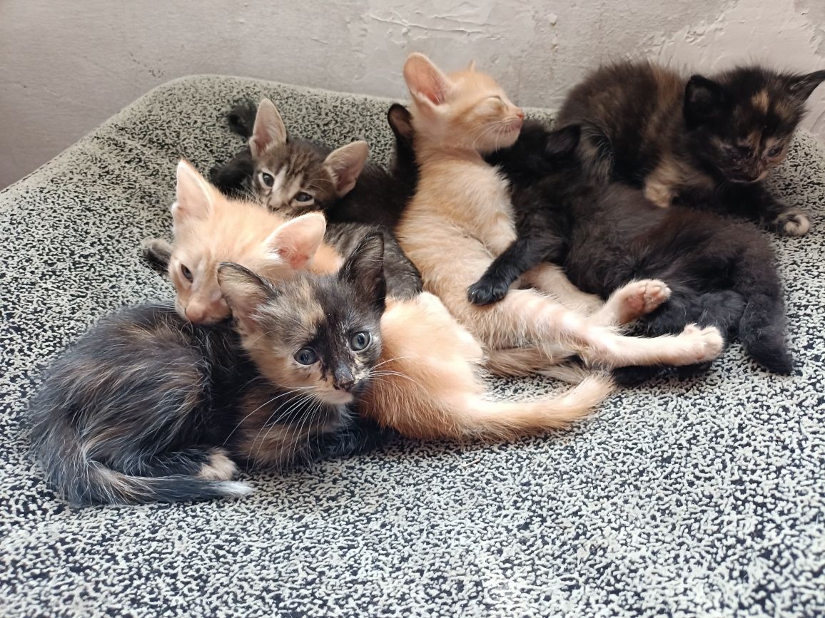 Отдам котят в добрые руки