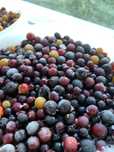 Продам смородину, свежую, замороженная