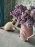 Отдам котят в хорошие руки!