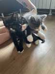 Котята 2 месяца. Ручные и приучены к лотку