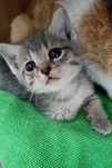 Котята красивые для адекватных людей