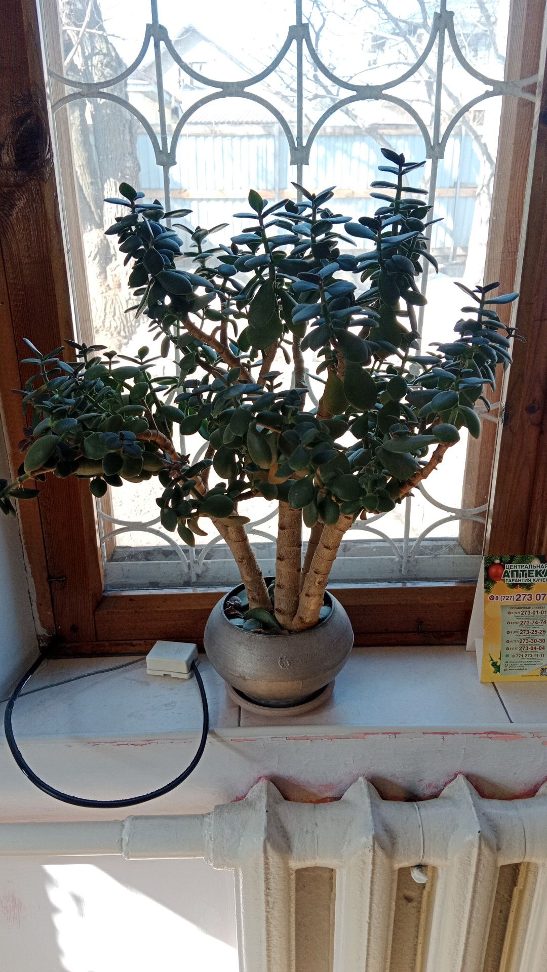 Самовар электрический