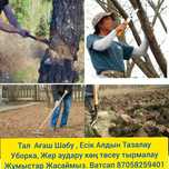 Көң Төсеп Жер Аударып Талдарды қырқу Жұмыстары