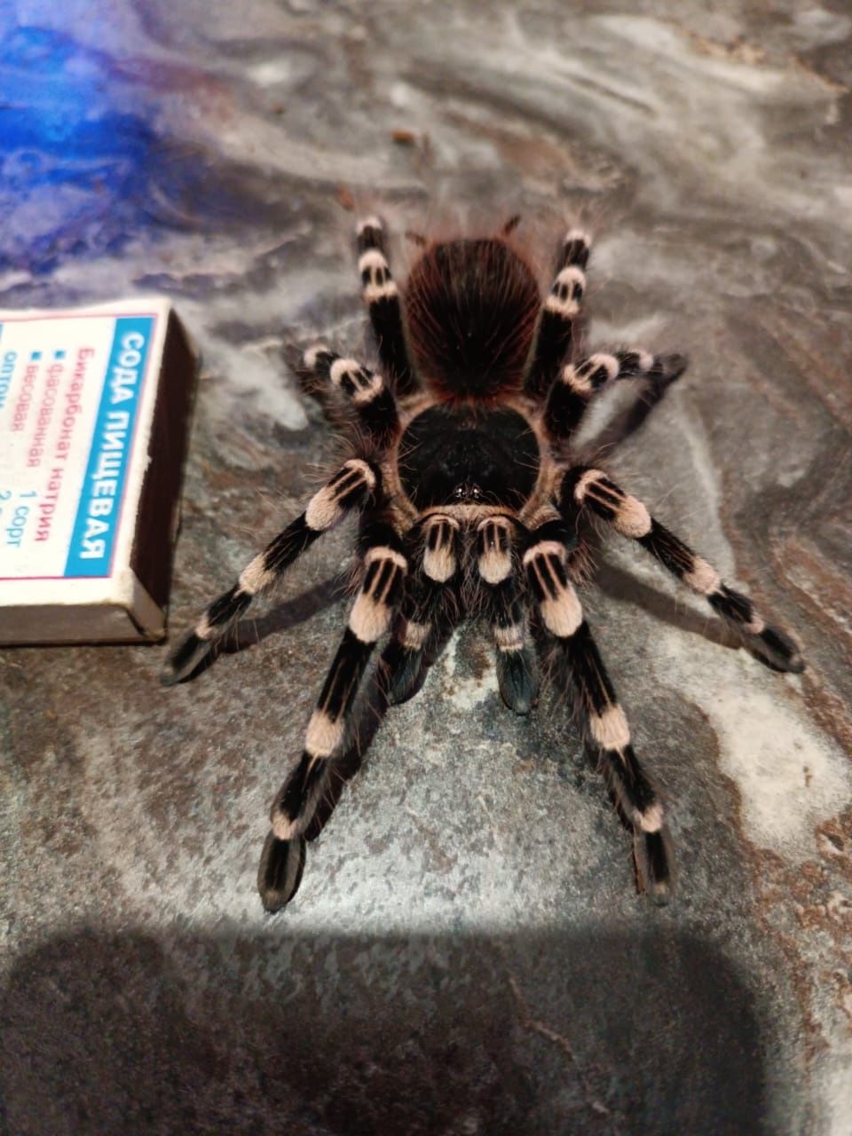 Продам паука . Аvanthoscurria geniculata .
Блог о насекомых и паукообр