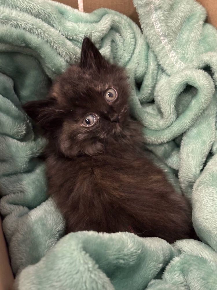 Маленький котенок ищет дом